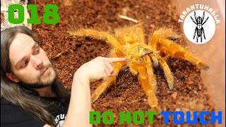 018 - OBT OMG - Rehousing venomous tarantulas