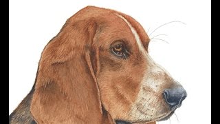 How to Paint a Realistic Basset Hound Dog in Watercolor, Part 2