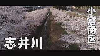 桜を見ながらボビー’S トーク【小倉南区　志井川】