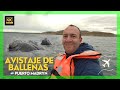 🐳 AVISTAJE DE BALLENAS en Península Valdés - 🛥️ Guía Completa 2024