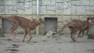 ブランカを狙うコハク　多摩動物公園　チーター