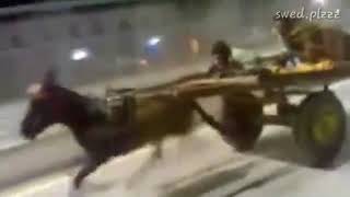 Really fast donkey #donkey #fast #funny