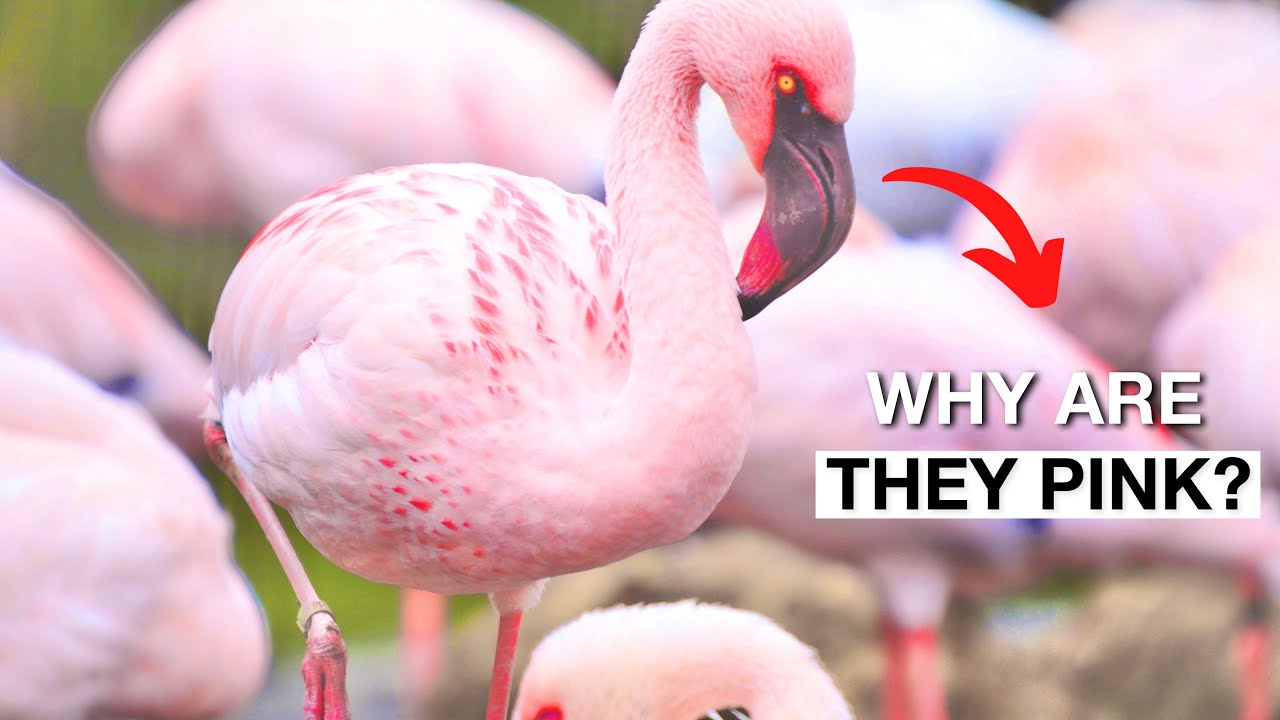 Why Are Flamingos Pink Youtube