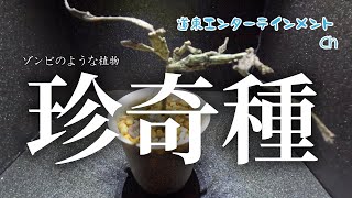 【珍奇種】ゾンビのような見た目の植物、これは枯れているのか？ユーフォルビア・プラティクラダという名の植物