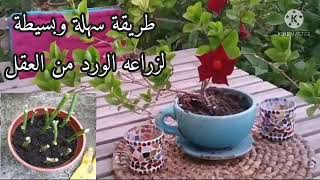 زراعه الورد طول السنه 🌹مترميش بوكيه الورد بعد اليوم || flowers plant