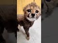 Cute Cheetah Cub. #shorts #wildlife