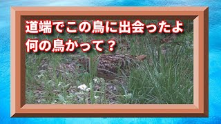 山道で「ヤマドリ」のメスに遭遇。オスに比べて羽の色は地味だった。