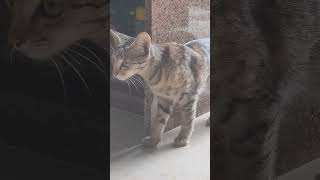 हाय मेरा कालु #काली #बिल्ली #shorts #viral #cats #youtubeshorts