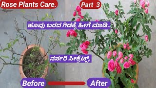 Nursery Secret to get more flowers/Rose plants Care/ಗುಲಾಬಿ ಗಿಡದ  ದೊಡ್ಡ ರಹಸ್ಯ/Soil Mixture for Rose.