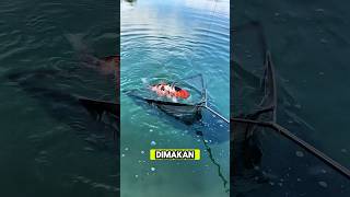 dapat ikan koi saat mancing #ikan #fishing #mancing #fish #fishingequipment