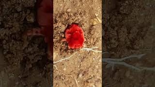 Red velvet mites | Trombidium holosericeum | சிவப்பு சிலந்தி