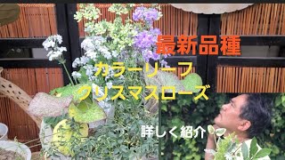 初めてのガーデニング！大人気カラーリーフクリスマスローズを詳しく紹介しました！寄せ植えやオシャレな鉢などに合わせて見ました！🌠