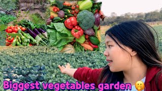 Harvesting variety of vegetables from tulap area | biggest vegetables garden pasighat