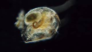 Chydorid water flea