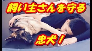 飼い主さんを守るため、強盗の前に立ちはだかり動かなかった犬。その勇気ある行動に心が打たれる！【感動する話】