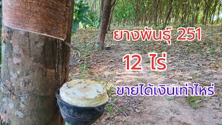 ยางพันธุ์251 12 ไร่ ขายได้เงินเท่าไหร่#ยางพาราพารวย #ชาวสวนยาง #ปลูกยาง