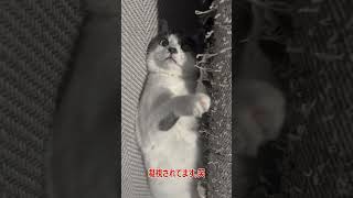 【元保護猫かっかの日常】珍しく早起きなかっか #catlover #元保護猫 #shorts #ねこ #猫のいる暮らし