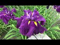 【4k】馬見丘陵公園の花菖蒲 iris in umami hillside park nara japan 2022