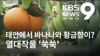 바나나에 황금향까지 태안에서 열대작물 '쑥쑥' / KBS뉴스(NEWS)