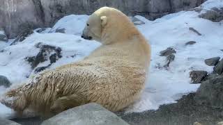 八木山動物公園　ホッキョクグマ　カイ　ポーラ