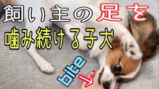 【ただただ 飼い主の足に 噛みつく子犬】パピヨン 子犬のモーニングルーティーン