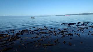 Fishing Ogden Point Break water. Victoria B C Canada