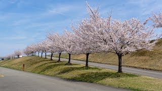 【4K撮影】悠久山公園＆越路河川公園の桜 ＠新潟県長岡市 （2019 04 17）