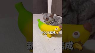 Bushbaby リアム新コンビ結成🤣#shots #bushbaby #おさるさん #ショウガラゴ #ブッシュベイビー