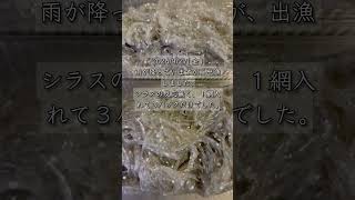 2024/9/27(金)雨が降っていますが、出漁しました。シラスの反応無く、１網入れて３パックだけでした。#ゆうしげ丸 #勇しげ #葉山 #湘南しらす #葉山しらす #釜揚げしらす #生しらす