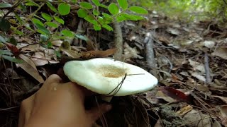 开心了，我喜欢捡菌子，喜欢这样的生活节奏 野生蘑菇  大山里的美味  大自然的馈赠