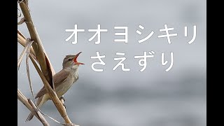 オオヨシキリ（Oriental reed warbler）の囀り