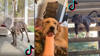 I Think My Dog is Broken 2 - Broken Compilation - Funny Dog Broken