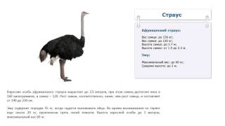 Сколько весит страус