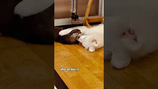 The otter that thinks it's a dog.#shorts #animals #otter #funny #cute