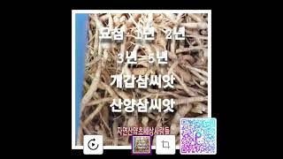 #묘삼#개갑삼씨앗#산양삼씨앗#장뇌삼씨앗종근 010 7660 4248