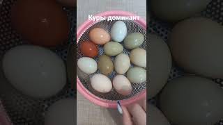 восторге от этой породы.  куры доминант.  цветные яйца.