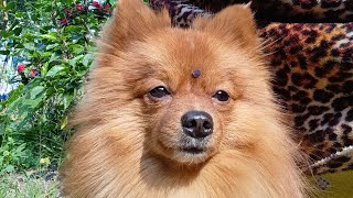 হে ভগবান ছেলের কি কাণ্ড দেখো পুরো পাগল হয়ে গেছে