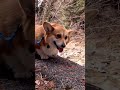 山の川を覗き込むコーギー corgi looking into a mountain stream コーギー sakura サクラ