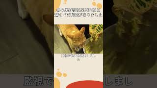 毎日美容院に来る猫には驚くべき秘密がありました