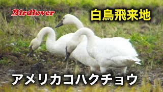 白鳥飛来地で見つけたアメリカコハクチョウ