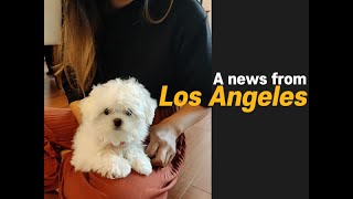 A news from Los Angeles : Our lovely Maltese met new family ☺