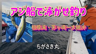 相模湾・アジ船で泳がせ釣り