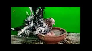 World Biggest Classic Rich Almond American Fantail Huge size Jumbo Indian Pigeon Big Fancy Pair farm