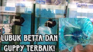 KEDAI IKAN BAWAH TANAH! BELI SEPASANG IKAN HARGA SERINGGIT JE? ( PART 1 )