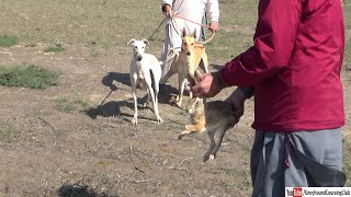 dog hunting shikar