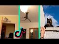 oh no oh no oh no no no song - CAT TIKTOK COMPILATION part 2