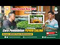 Cara Pembibitan PEPAYA CALINA Agar HASILNYA BISA 100 % TUMBUH, Bisa DIBUKTIKAN // Bersama Ruslan