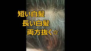 後頭部の長い短い白髪をガツガツ抜く他　Plucking white hair　白去掉　ไม่มีผมหงอก　Khong co toc b?c