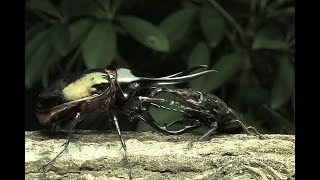 ダイオウヒラタクワガタvsコーカサスオオカブト　　Dorcus bucephalus vs Chalcosoma chiron