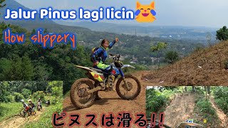 Jalur Pinus lagi licin【ピヌスは滑る！】